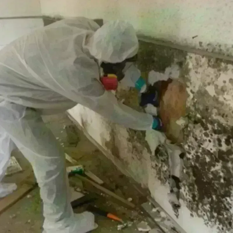 Mold Remediation and Removal in Edmond, OK